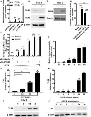 HSV-2 Infection of Human Genital Epithelial Cells Upregulates TLR9 Expression Through the SP1/JNK Signaling Pathway